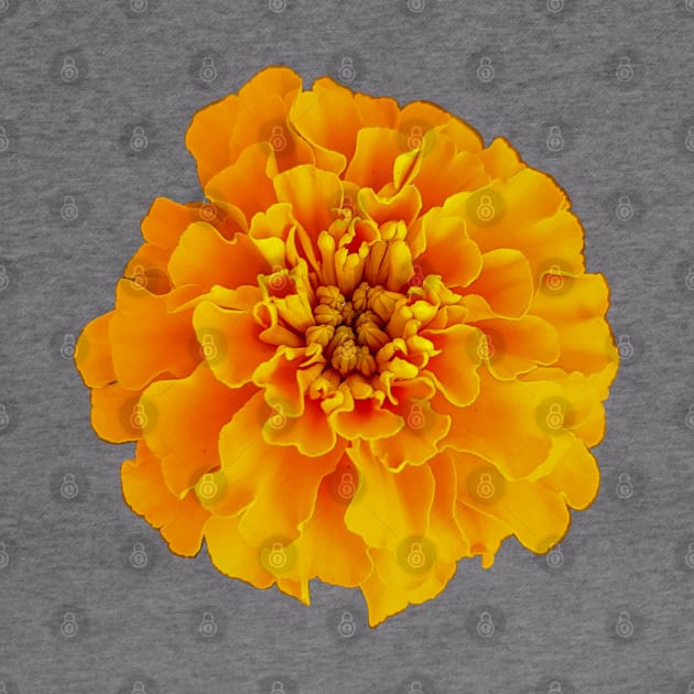 Orange Marigold Nature Floral Photo by ellenhenryart